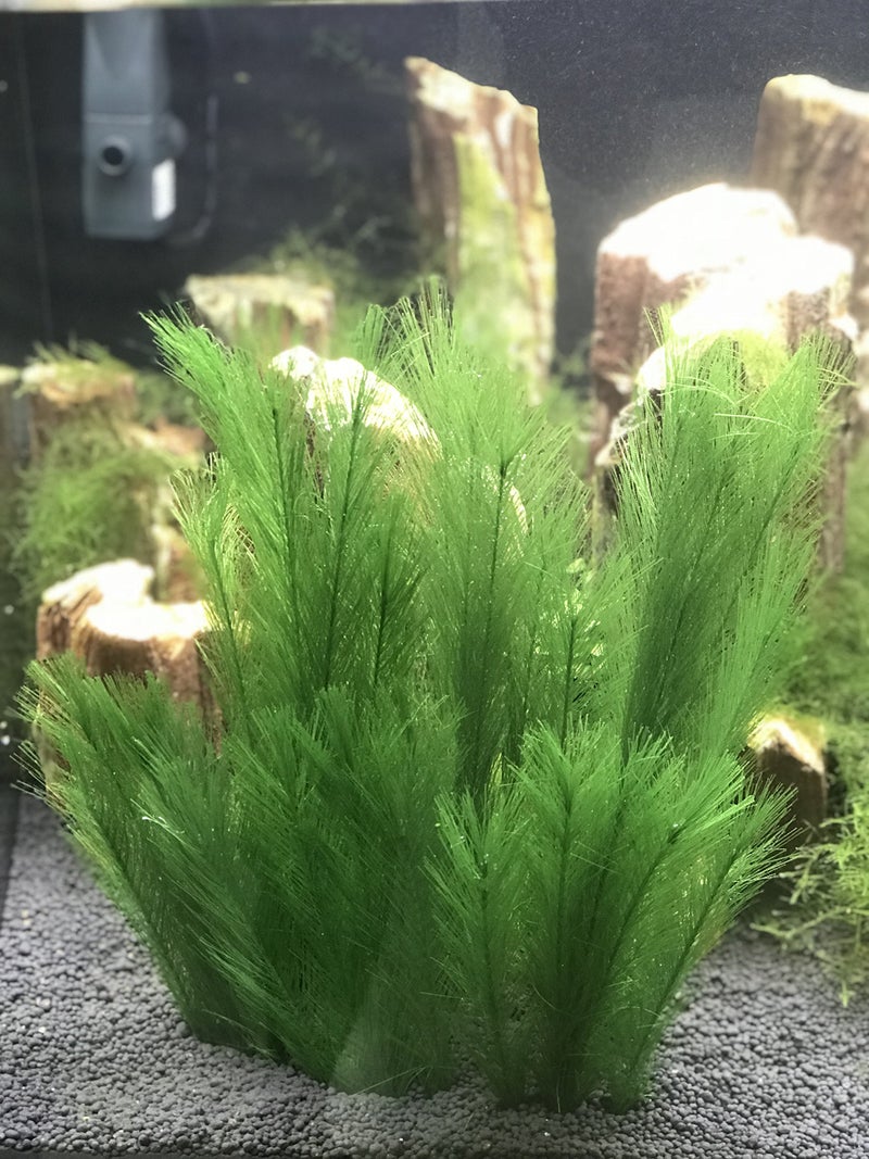 BEGONDIS Aquarium Decorations 5Pcs Fish Tank Artificial Green Water Plants Made of Silk Fabrics Plastic - Image 3